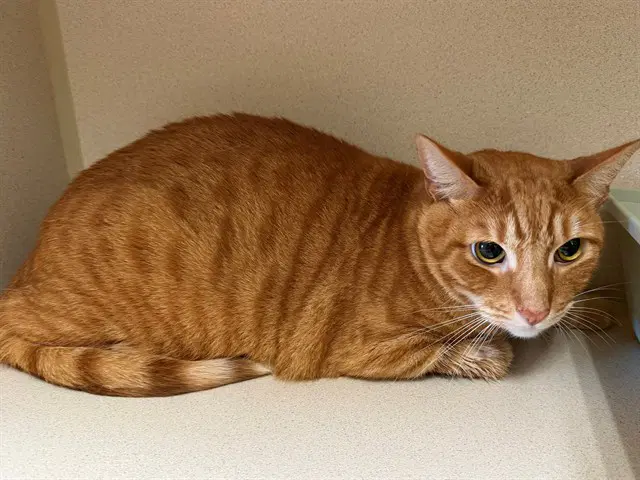 Rusty - Domestic Short Hair