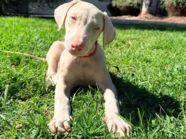Lestat - Doberman Pinscher