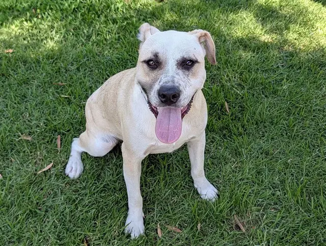 Maggie Mae - Pit Bull Terrier