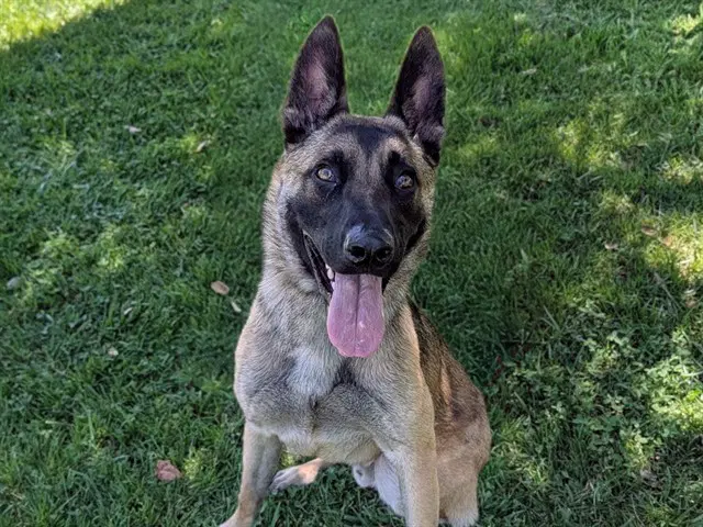 Max - German Shepherd Dog