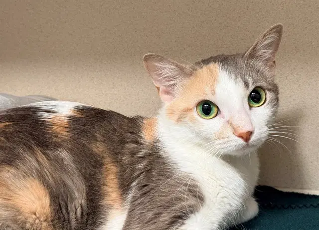 Princess Peanut - Domestic Short Hair