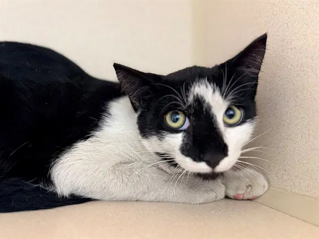 Plankton - Domestic Short Hair