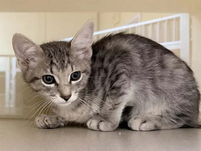 Sgt Tibbs - Domestic Short Hair