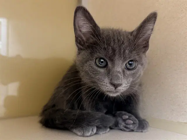 Miss Whiskers - Domestic Short Hair