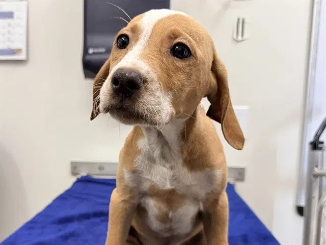 Dolly - Labrador Retriever