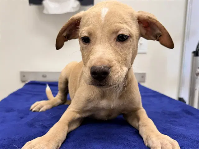 Curry - Labrador Retriever