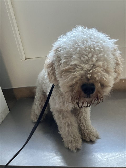 picture of the dog needing adoption