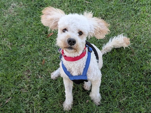 ARCHIMEDES, a dog for adoption from Coastal Animal Services Authority