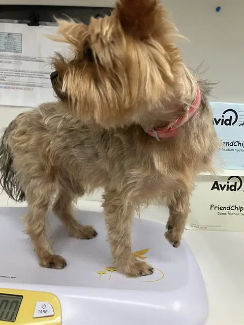 Moccasin - Yorkshire Terrier Yorkie