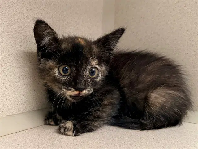 Penny - Domestic Short Hair