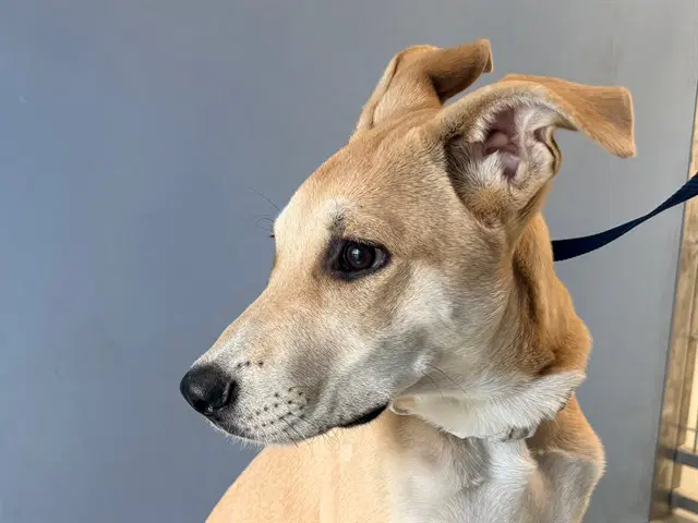 Paloma - Labrador Retriever