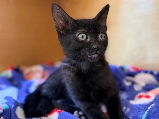 Sidney - Domestic Short Hair
