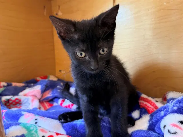 Taylor - Domestic Short Hair