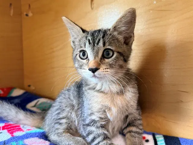 Robin - Domestic Short Hair
