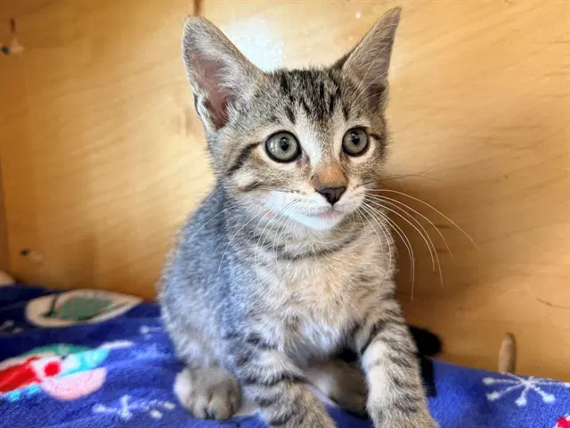 Tatum - Domestic Short Hair