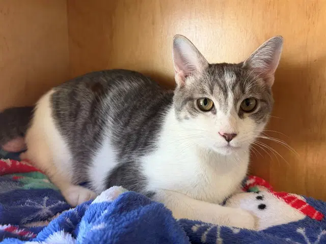 Smaug - Domestic Short Hair