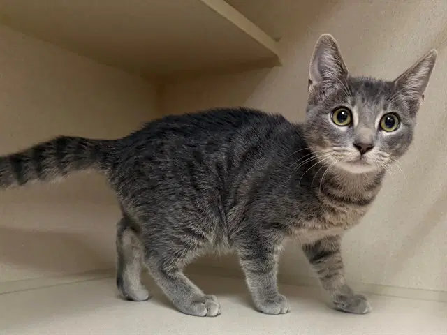Disco Stu - Domestic Short Hair
