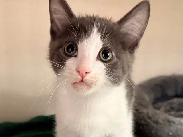 Jimmy - Domestic Short Hair