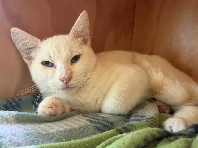 Mochi - Siamese