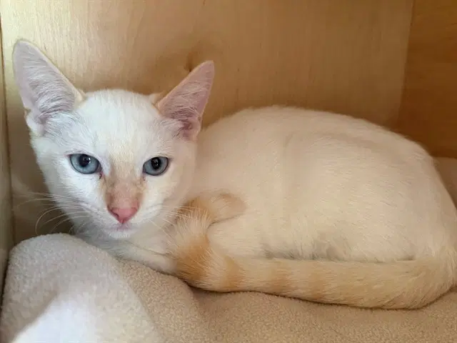 Marcel - Siamese