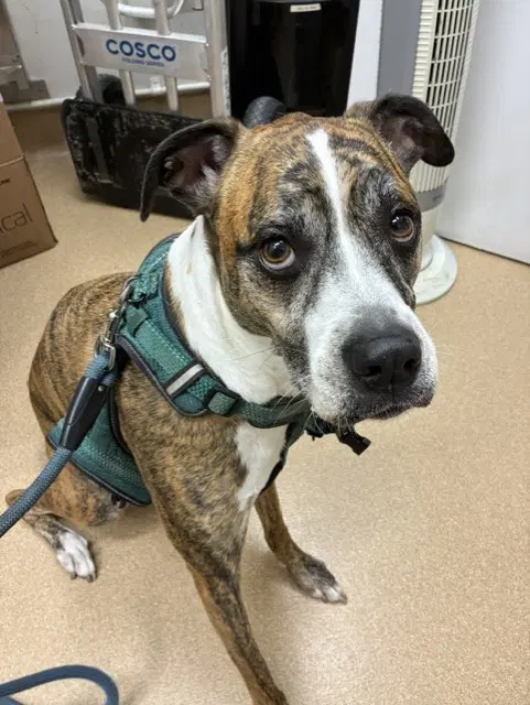 Nala - Boxer