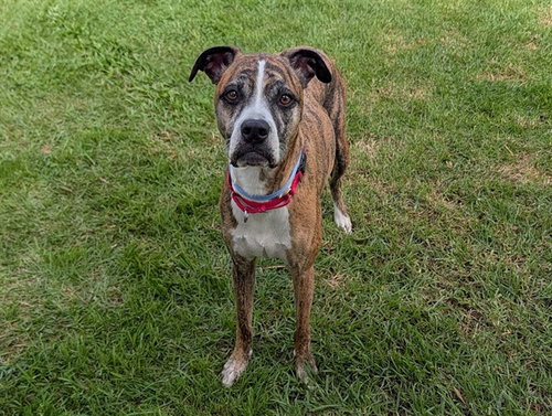 NALA, a dog for adoption from Coastal Animal Services Authority