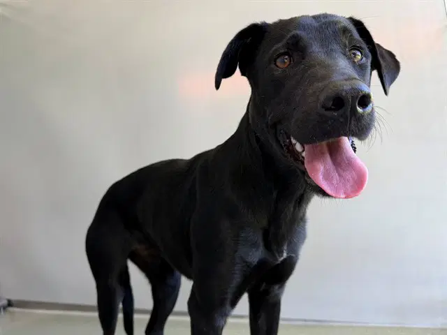 Avalon - Labrador Retriever