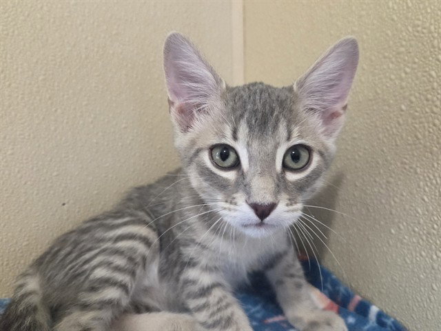 Meeny, Domestic Short Hair