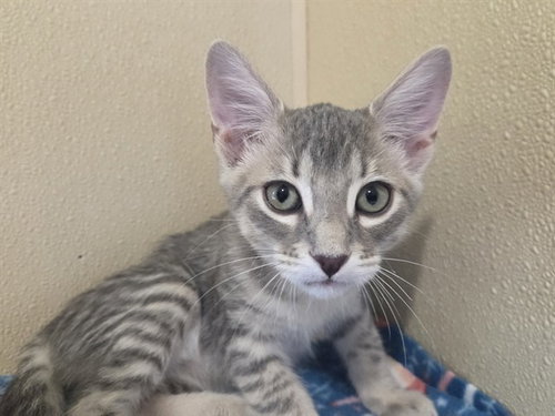 MEENY, a cat for adoption from Coastal Animal Services Authority