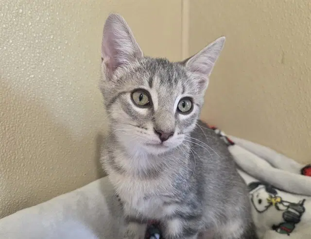 Miny - Domestic Short Hair