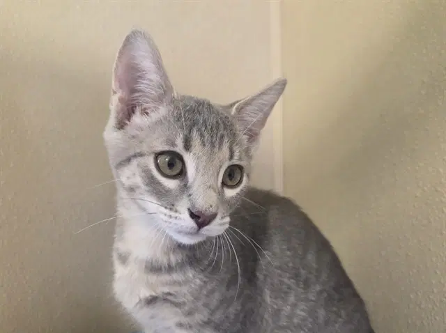 Moe - Domestic Short Hair