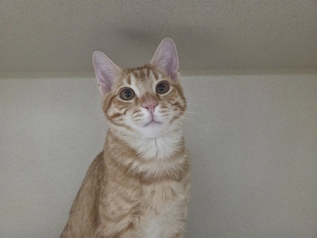 Sideshow Bob, Domestic Short Hair