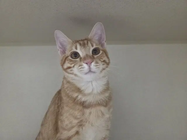 Sideshow Bob - Domestic Short Hair