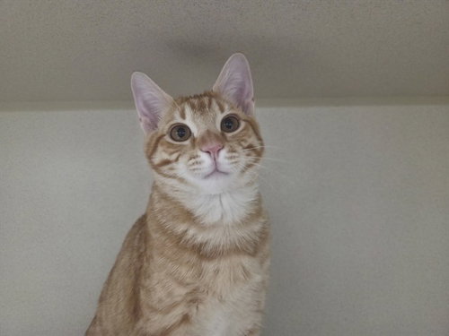 SIDESHOW BOB, a cat for adoption from Coastal Animal Services Authority