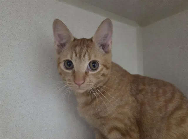 Sideshow Mel - Domestic Short Hair