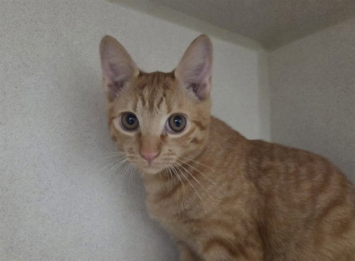 SIDESHOW MEL, a cat for adoption from Coastal Animal Services Authority