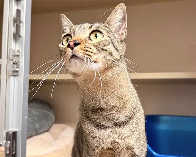 Ollie - Domestic Short Hair