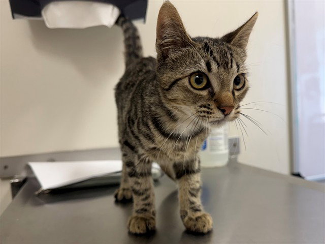 Kreider, Domestic Short Hair