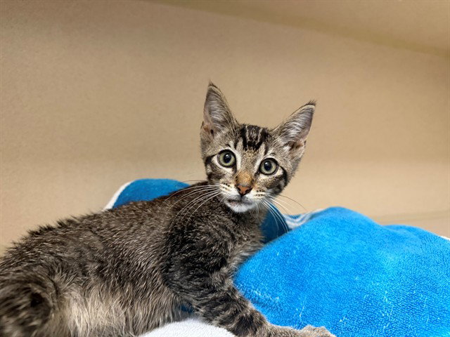 Ariel, Domestic Short Hair