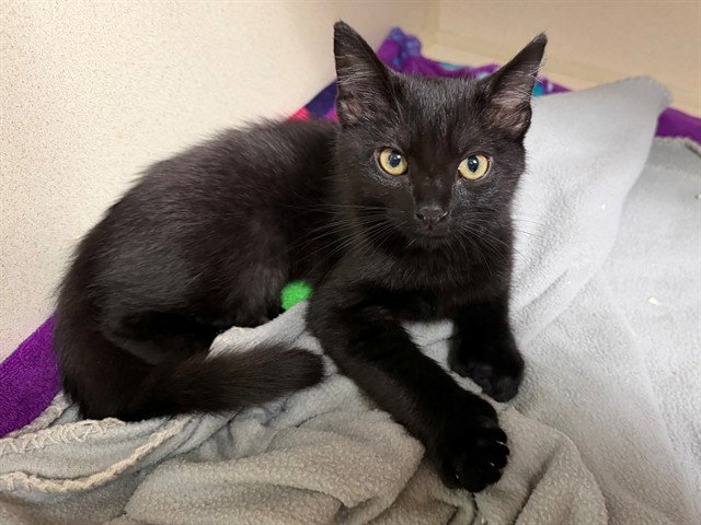 Moff Gideon, Domestic Short Hair