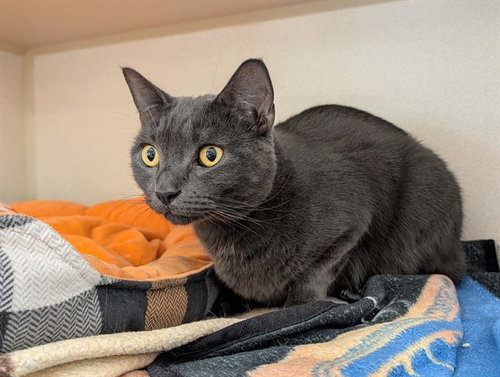 PEPPER, a cat for adoption from Coastal Animal Services Authority