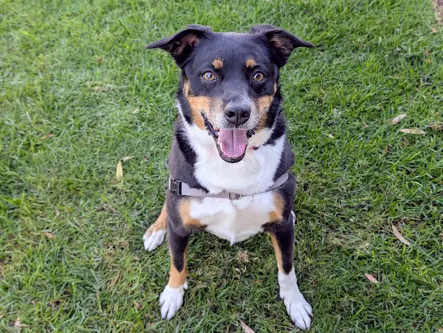 October - Australian Cattle Dog/Blue Heeler