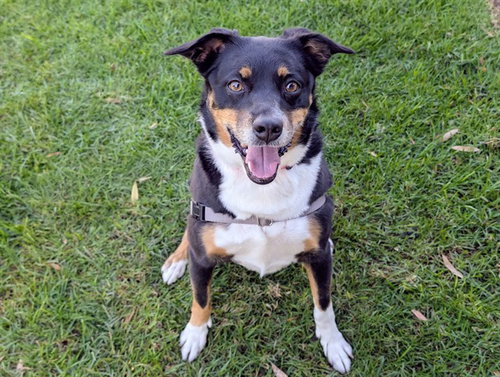 OCTOBER, a dog for adoption from Coastal Animal Services Authority