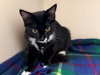 AUNT GERTRUDE — San Clemente, CA Adoption