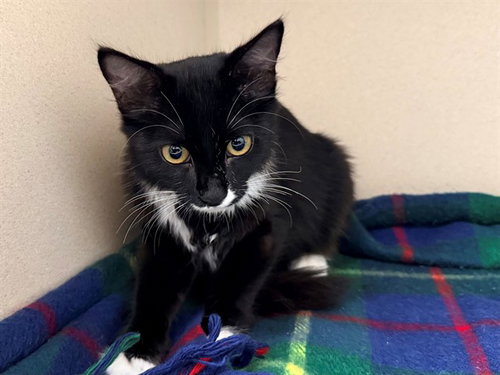 AUNT GERTRUDE, a cat for adoption from Coastal Animal Services Authority