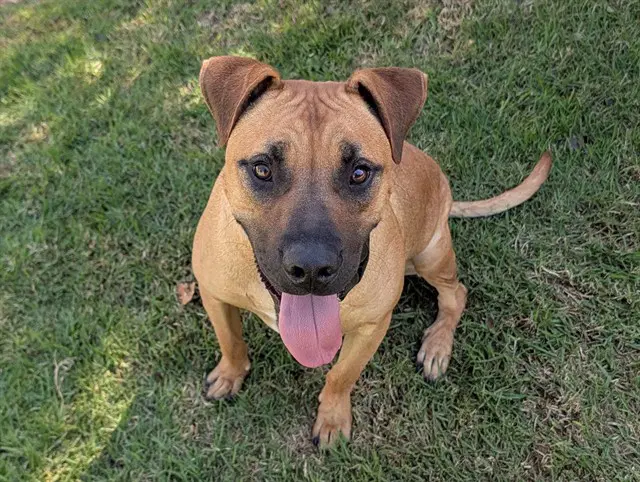 Archie - Rhodesian Ridgeback