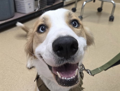 SANDY, a dog for adoption from Coastal Animal Services Authority