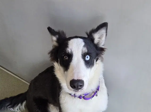 Chiquita - Siberian Husky
