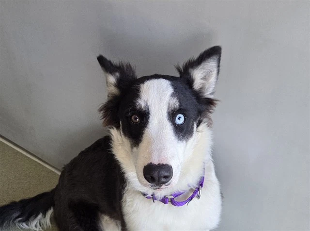 Chiquita
