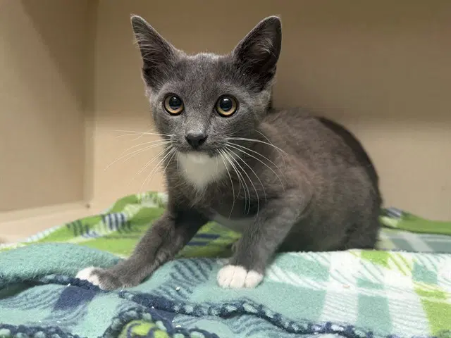 Glitter - Domestic Short Hair